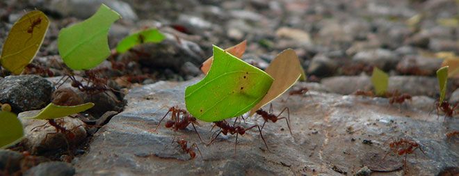 Ants carrying cut leaves, strength