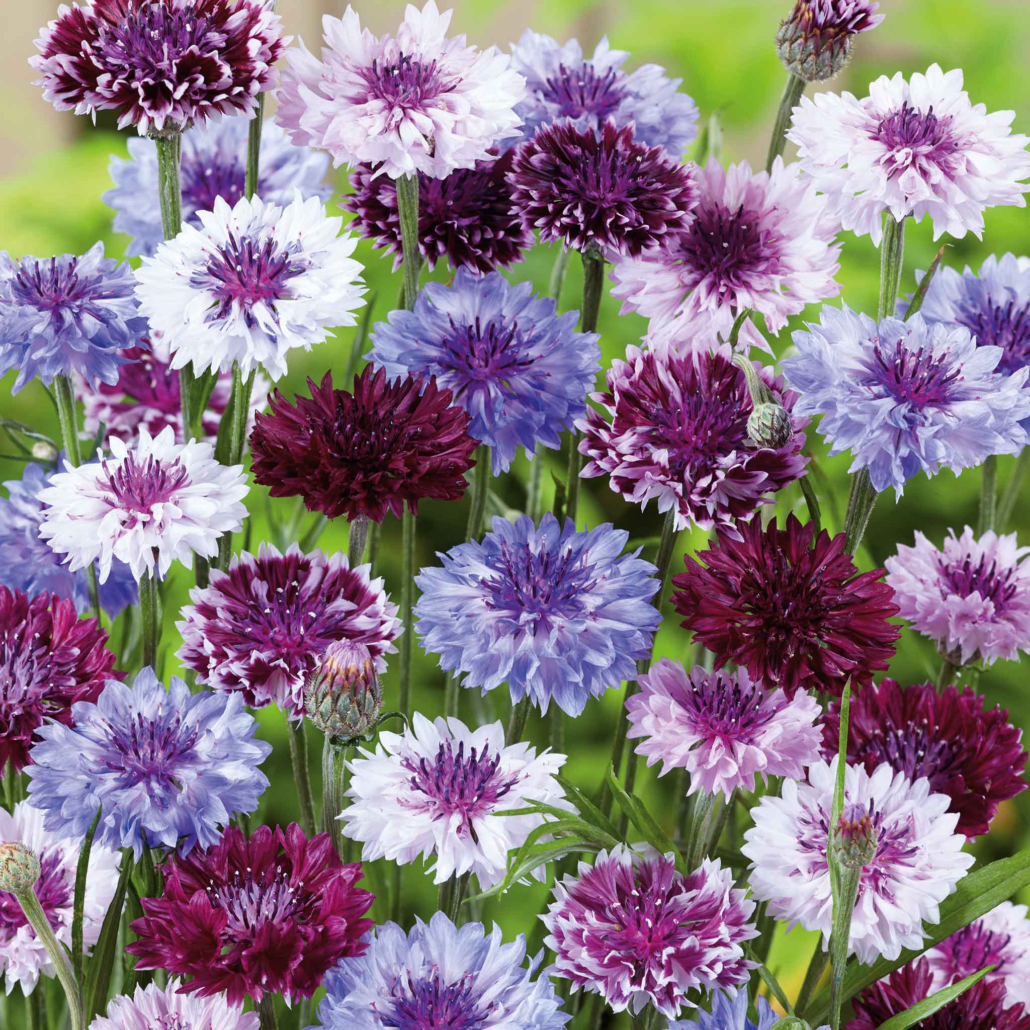 Cornflower / Bachelor Button Seeds - Classic Magic
