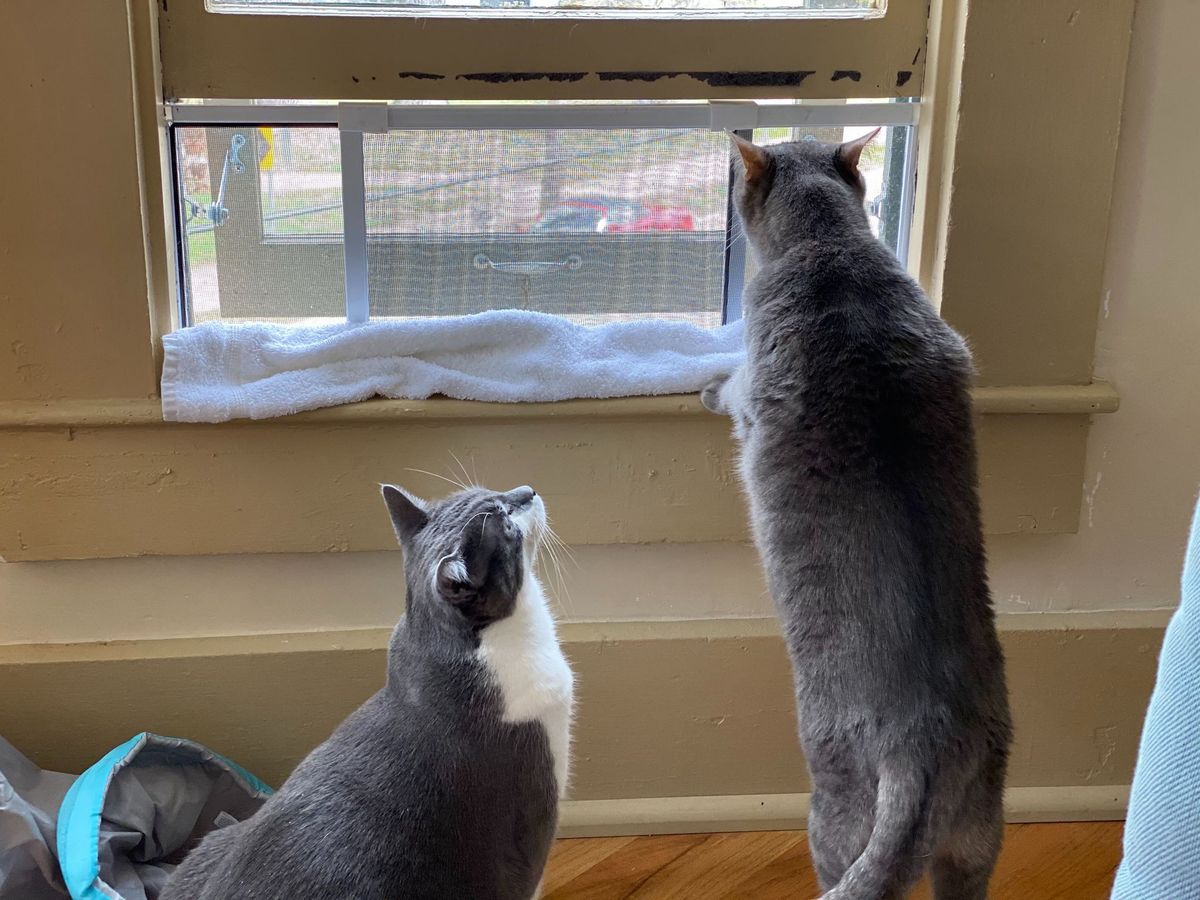 Bruce And Charlie