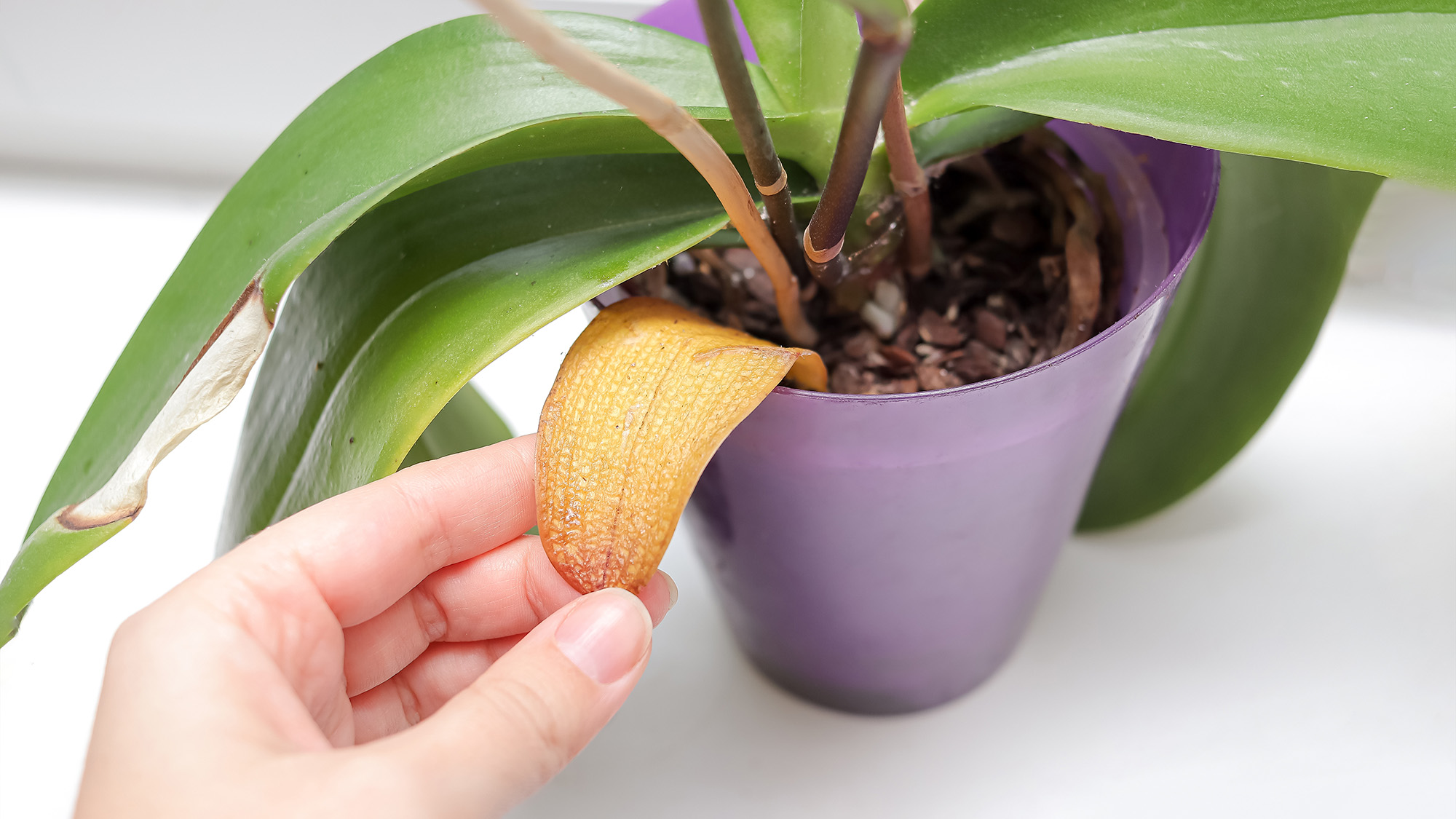 Yellow leaf on orchid