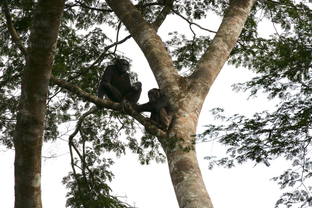 Photos: See Gorillas and Chimpanzees Swinging from Trees | Live Science