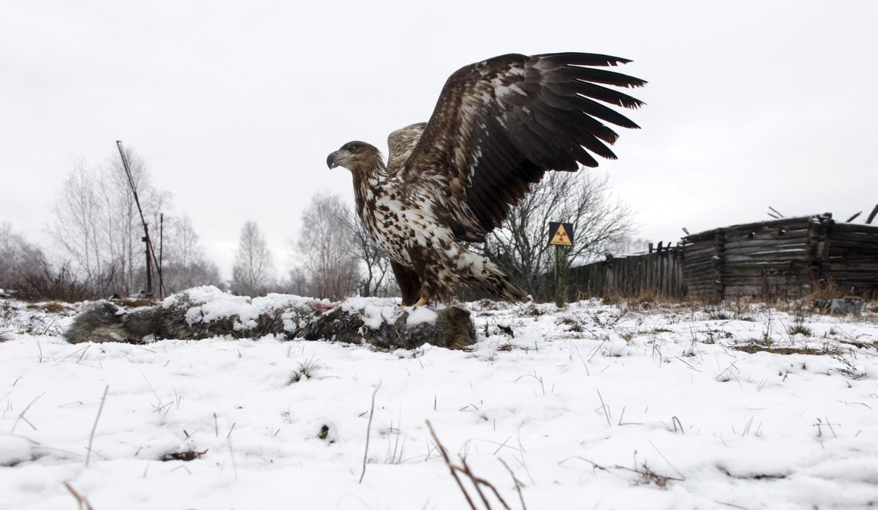 A white-tailed eagle lands on a wolf&amp;#039;s carcass.