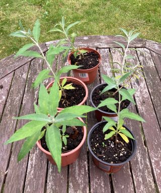 butterfly bush cuttings being potted on as new growth develops