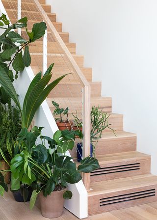 Staircase in light wood with botted plants