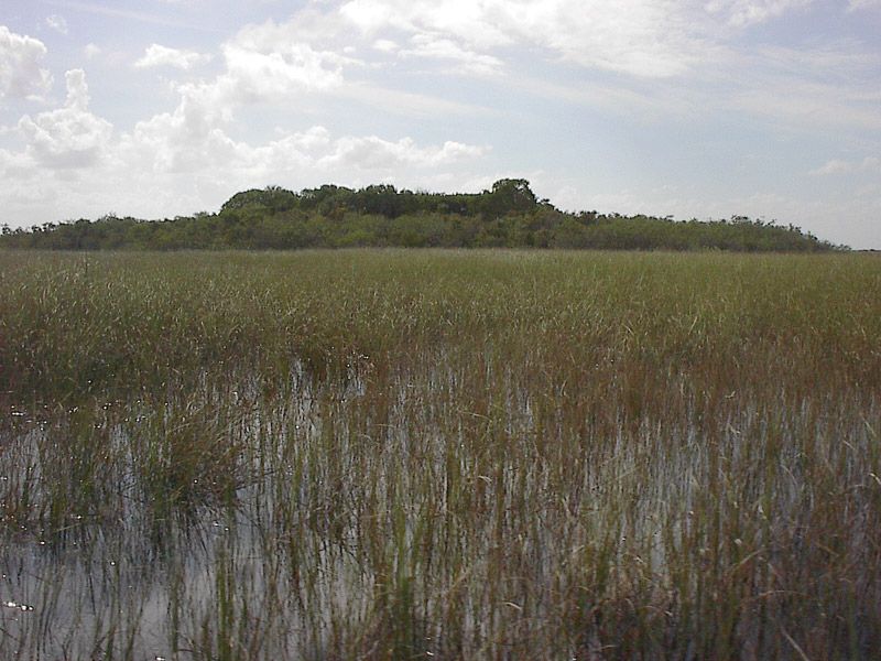 Prehistoric Trash Heaps Created Florida Everglades' Tree Islands Live