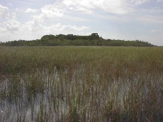 Fixed tree island in Shark River Slough, Everglades.