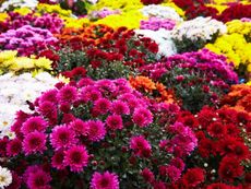 Bouquets Of Colorful Flowers