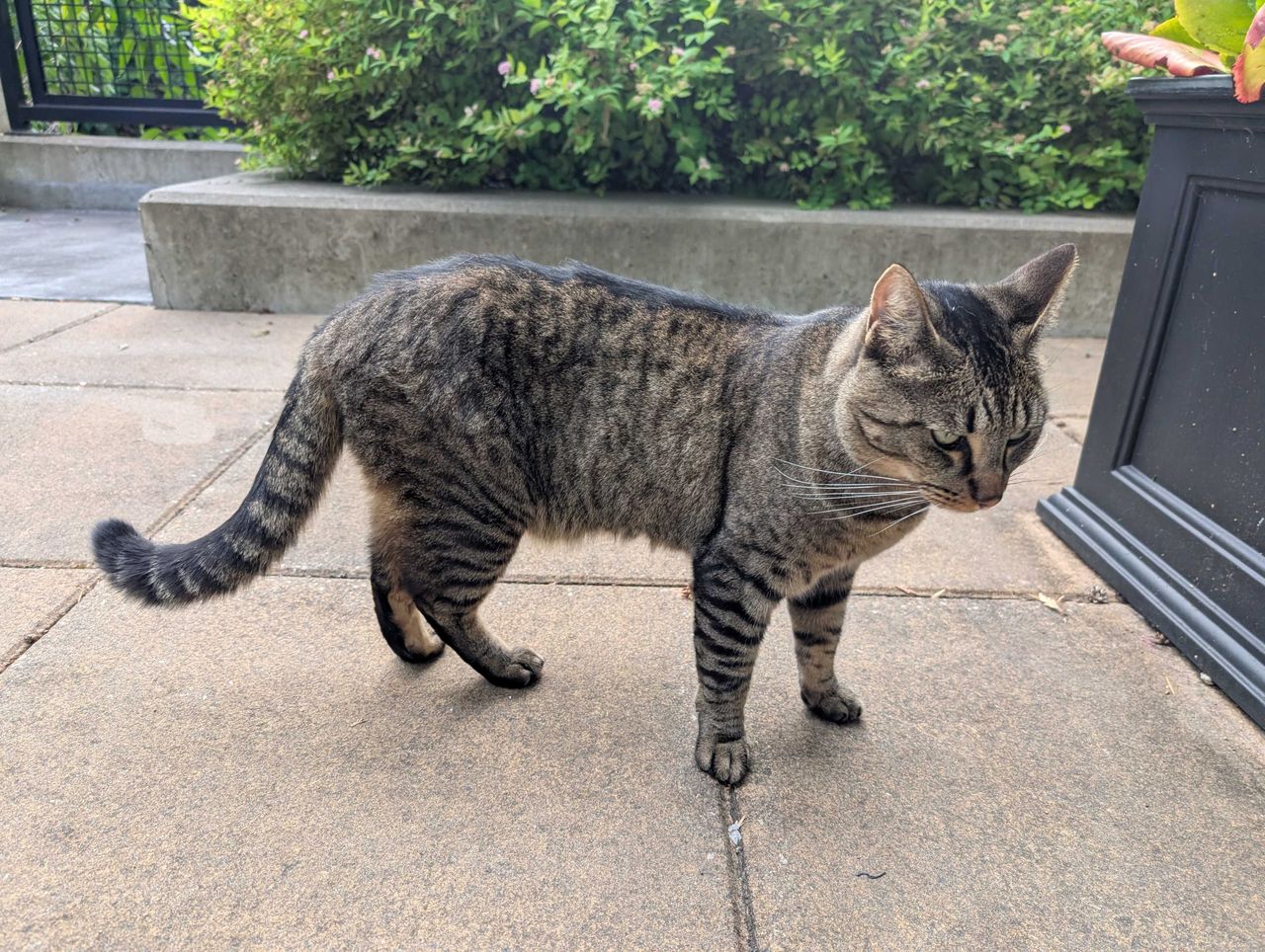 A cat
