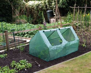net cloche to protect plants from frost from Thompson & Morgan on raised bed