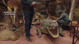 Civil Guard officers examine a taxidermy croocdile.