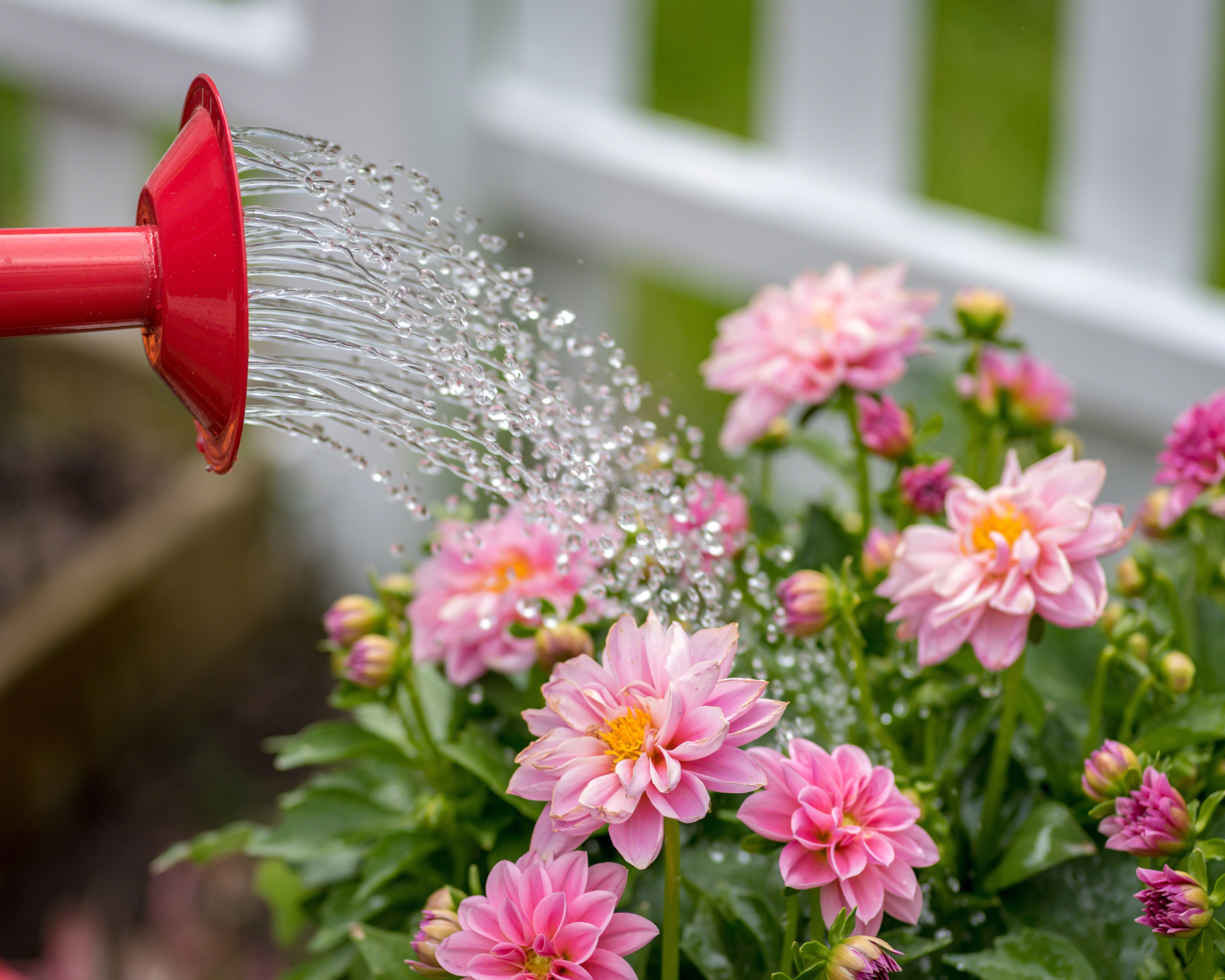watering can pouring water on pink dahlia flowers in a garden