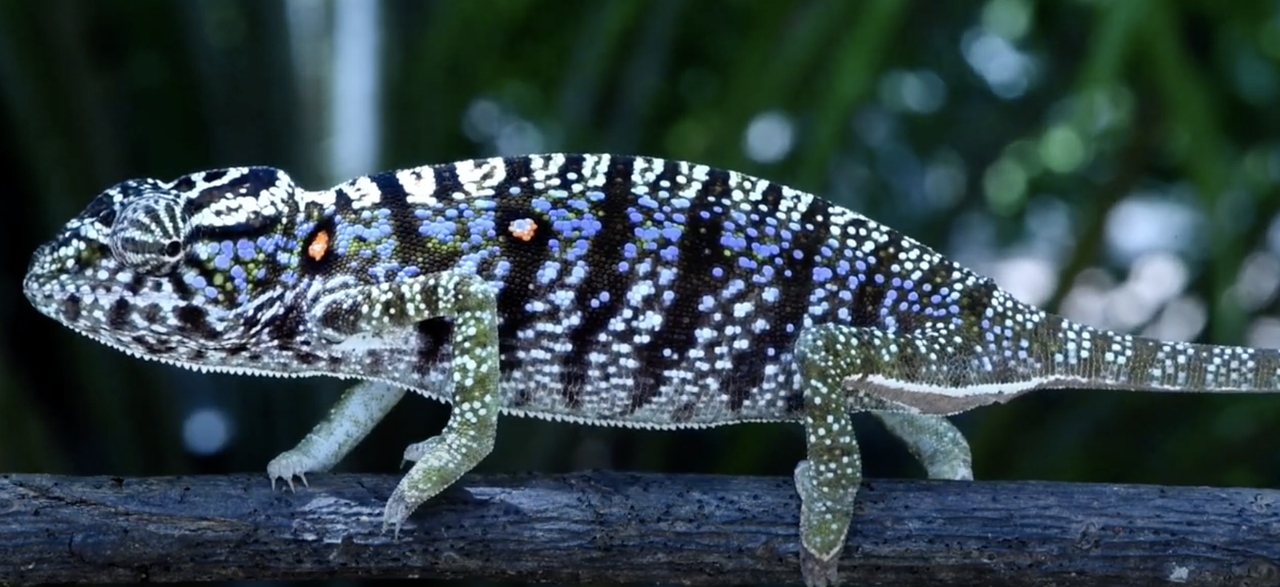 A Voeltzkow&amp;#039;s chameleon.