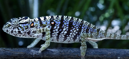 A Voeltzkow's chameleon.