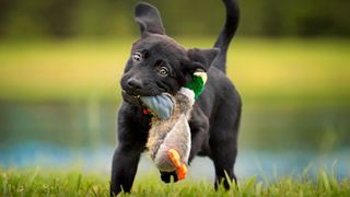 How to train a puppy not to bite: Black Labrador puppy playing outside with toy