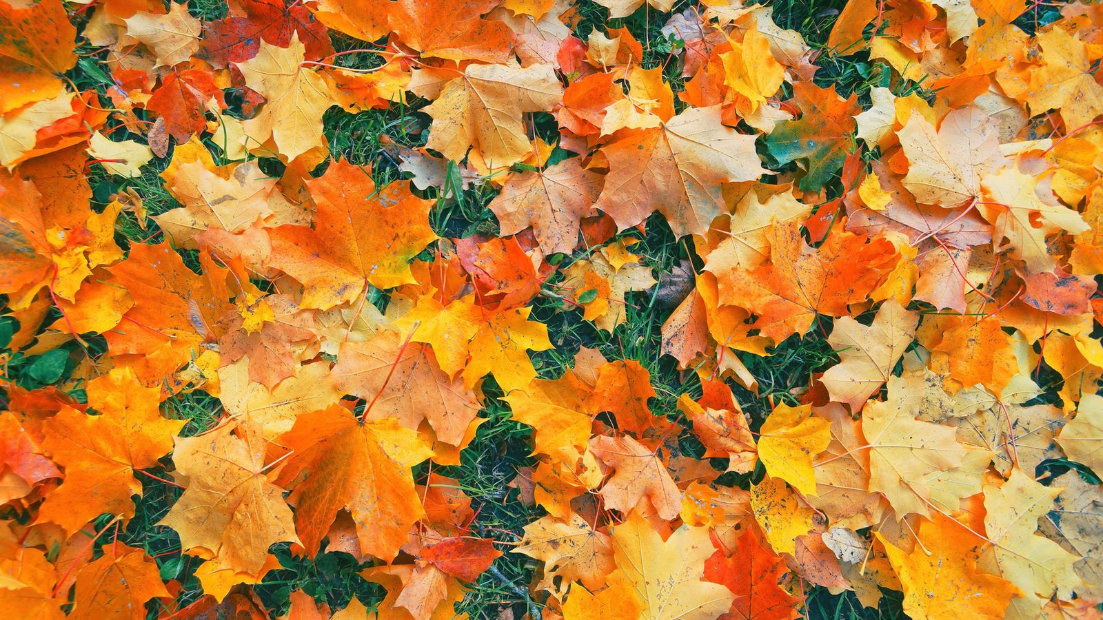 Should You Leave The Leaves? The Great Fall Cleanup Debate Gardening Should You Leave The Leaves? The Great Fall Cleanup Debate Gardening