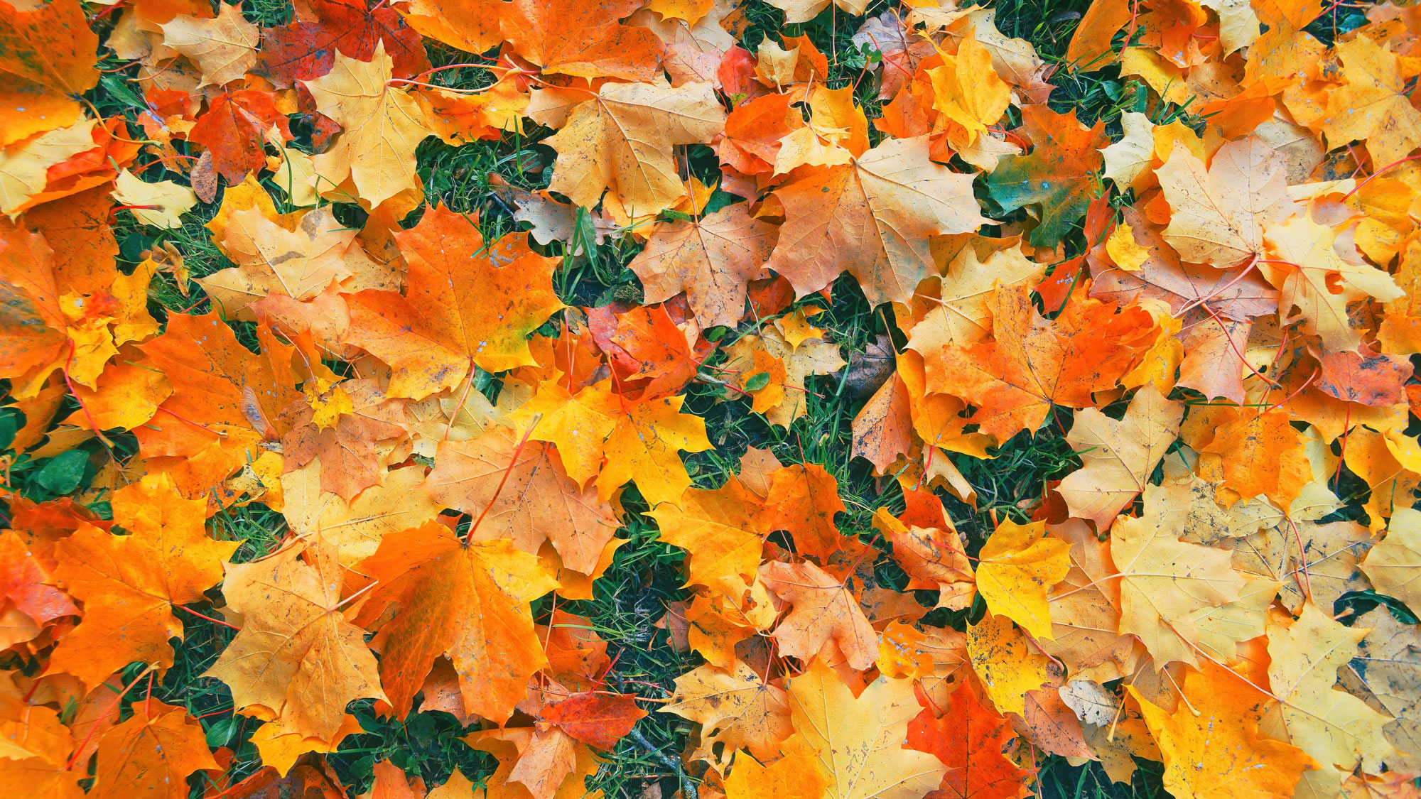fall leaves scattered across garden lawn