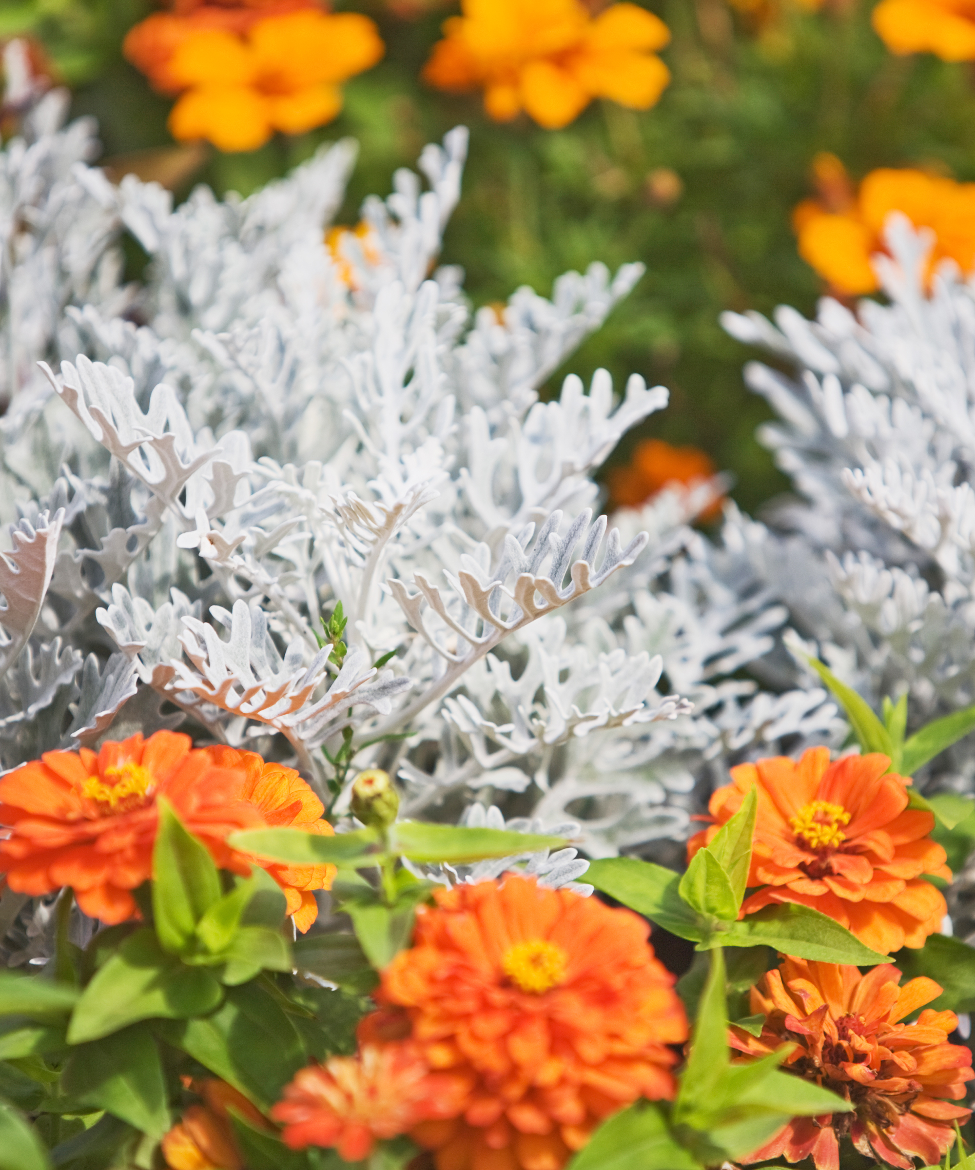 Zinnia flowers with dusty miller