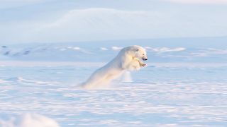 Frozen Planet II live stream – how to watch the new BBC David Attenborough nature series from wherever you are