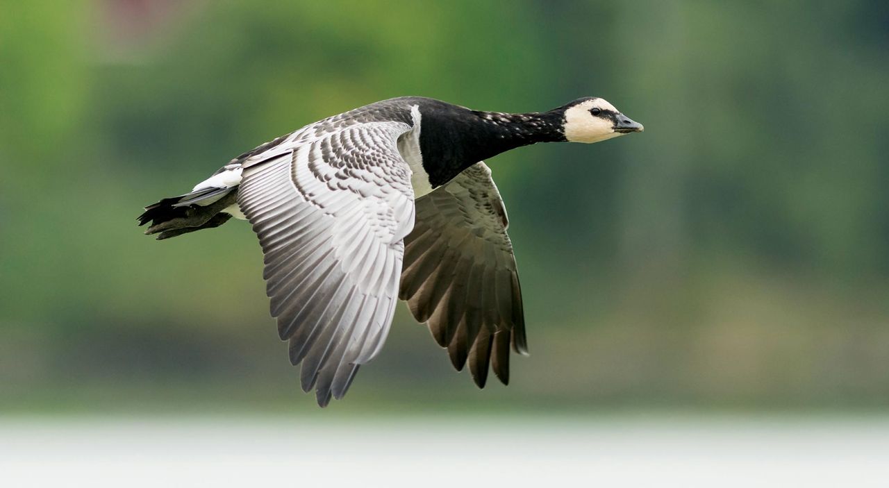 Barnacle goose (Branta leucopsis) in flight.