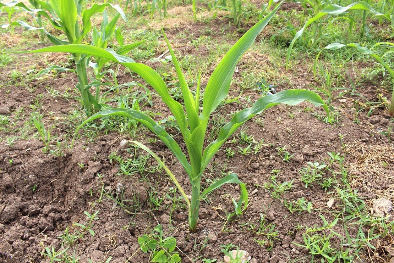 Sickly Sweet Corn Seedling In Garden