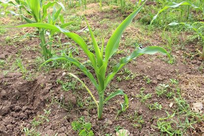 Sickly Sweet Corn Seedling In Garden