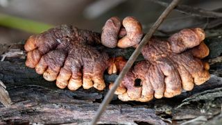 Scientists recently found that a fungus resembling zombies' fingers is more widespread in Australia than anyone suspected.