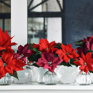 Row of vases of poinsettia on mamtlepiece