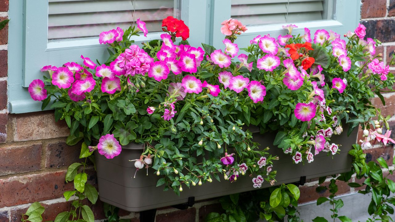 Pink flowers in window box