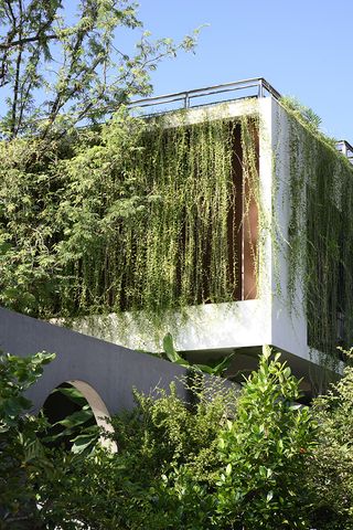 The Plumeria a concrete house engulfed in tropical foliage in India