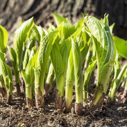 Young hosta shoots emerging from the ground
