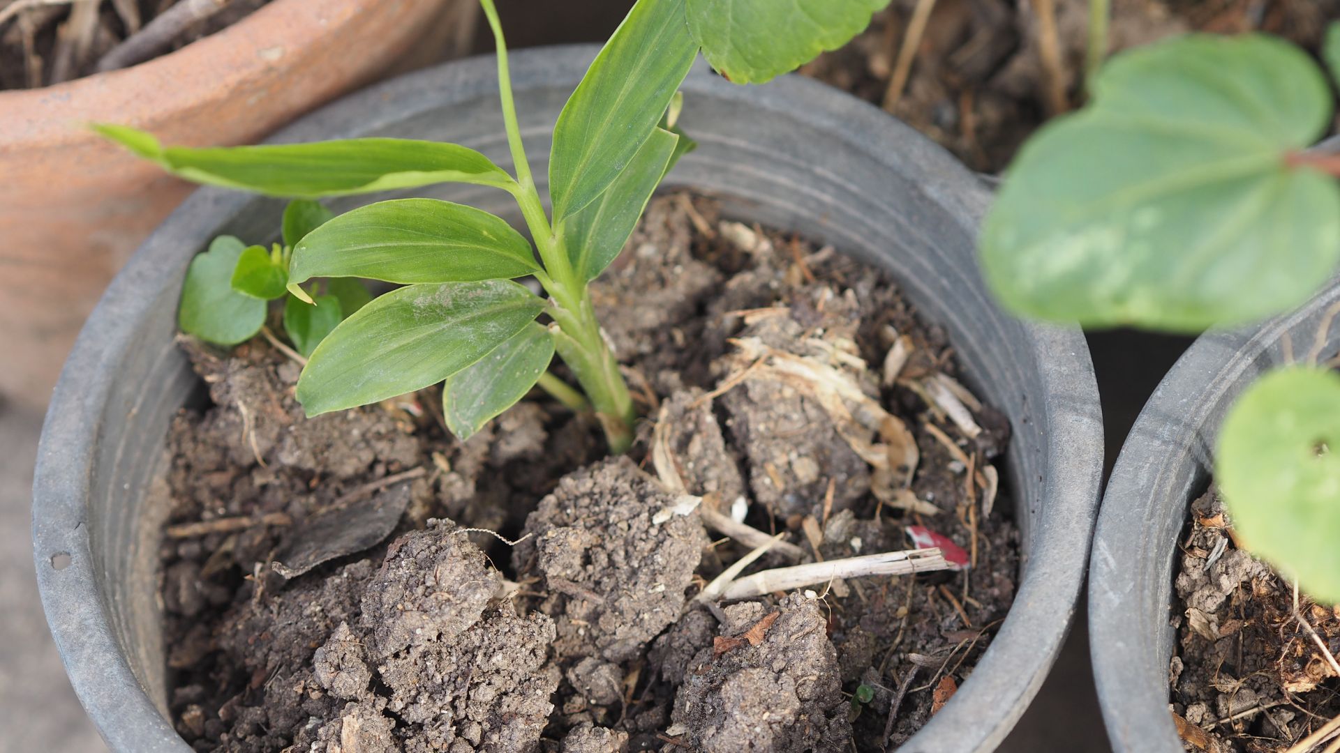 picture of dried clumpy soil in plastic pot with ginger plant