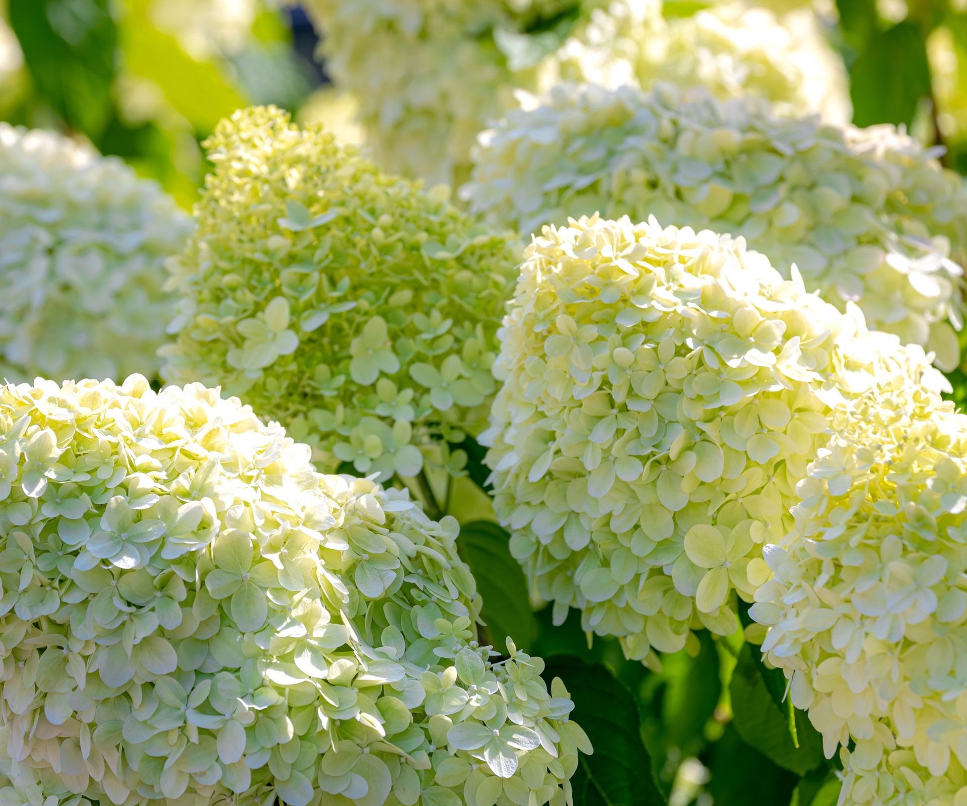 panicle hydrangea with creamy lime flower heads