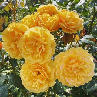 Golden Beauty roses
