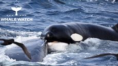 A humpback whale survived a 4-hour attack by pods of orca.