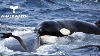 A humpback whale survived a 4-hour attack by pods of orca.