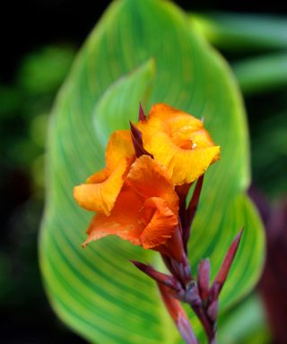 an orange Canna ‘Wyoming’ in bloom