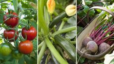 composite image of vegetables to plant in April – tomatoes, courgette, beetroot