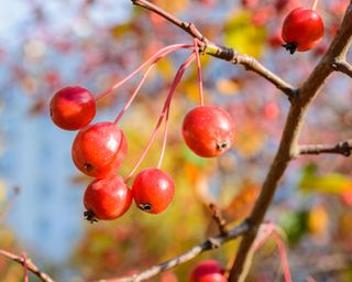 trees with berries crab apple tree with berries