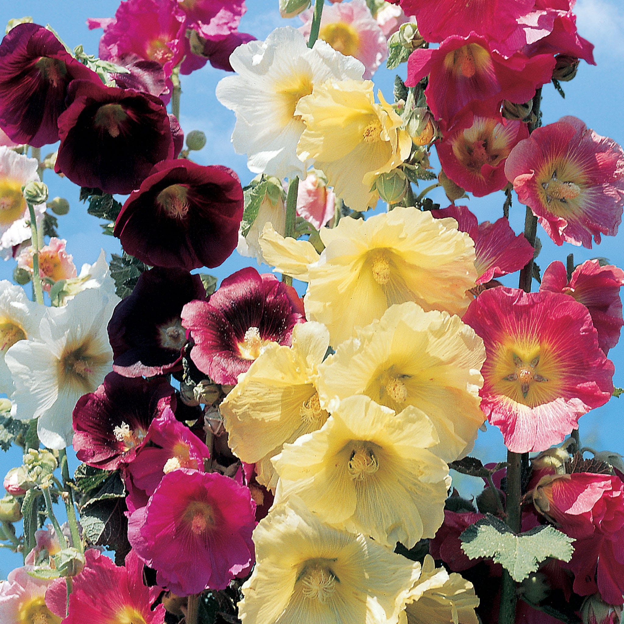 Country Romance Mix Hollyhock Plants