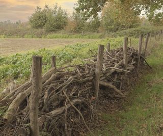 A dead hedge made of branches