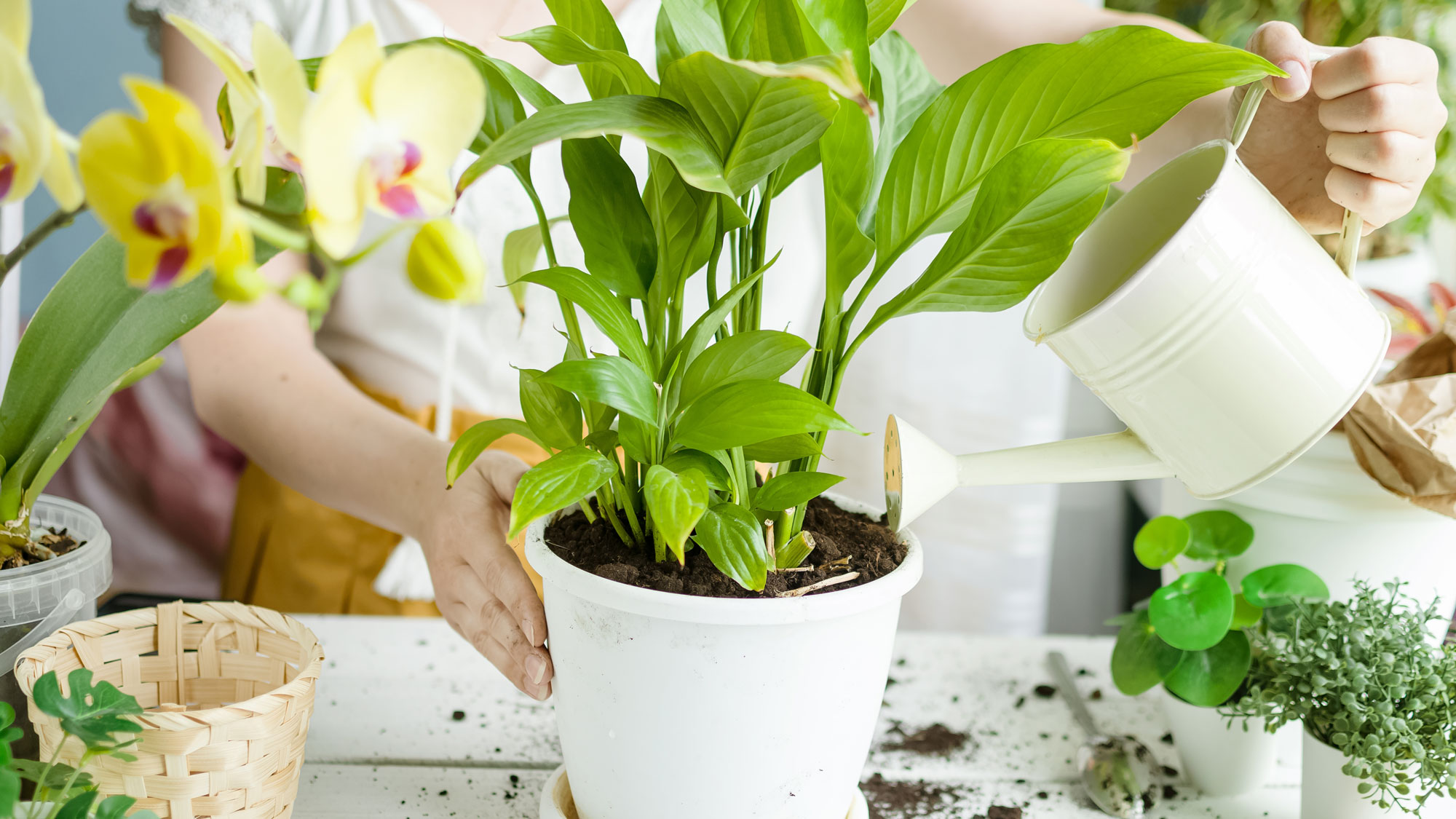 peace lily houseplant in white pot being given a tonic with a watering can