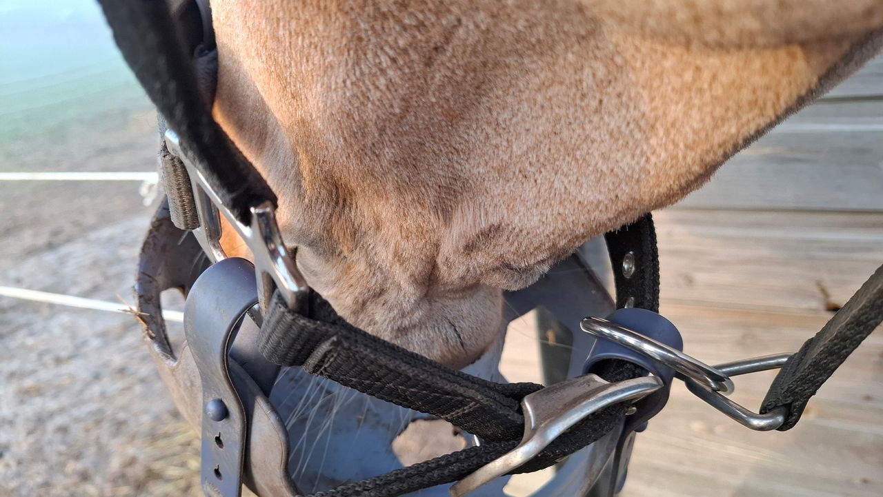 Close up of horse&rsquo;s chin
