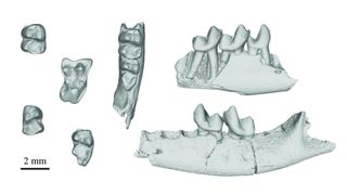 An image of several CT scans showing fossilized teeth and jaw bones from Purgatorius species.