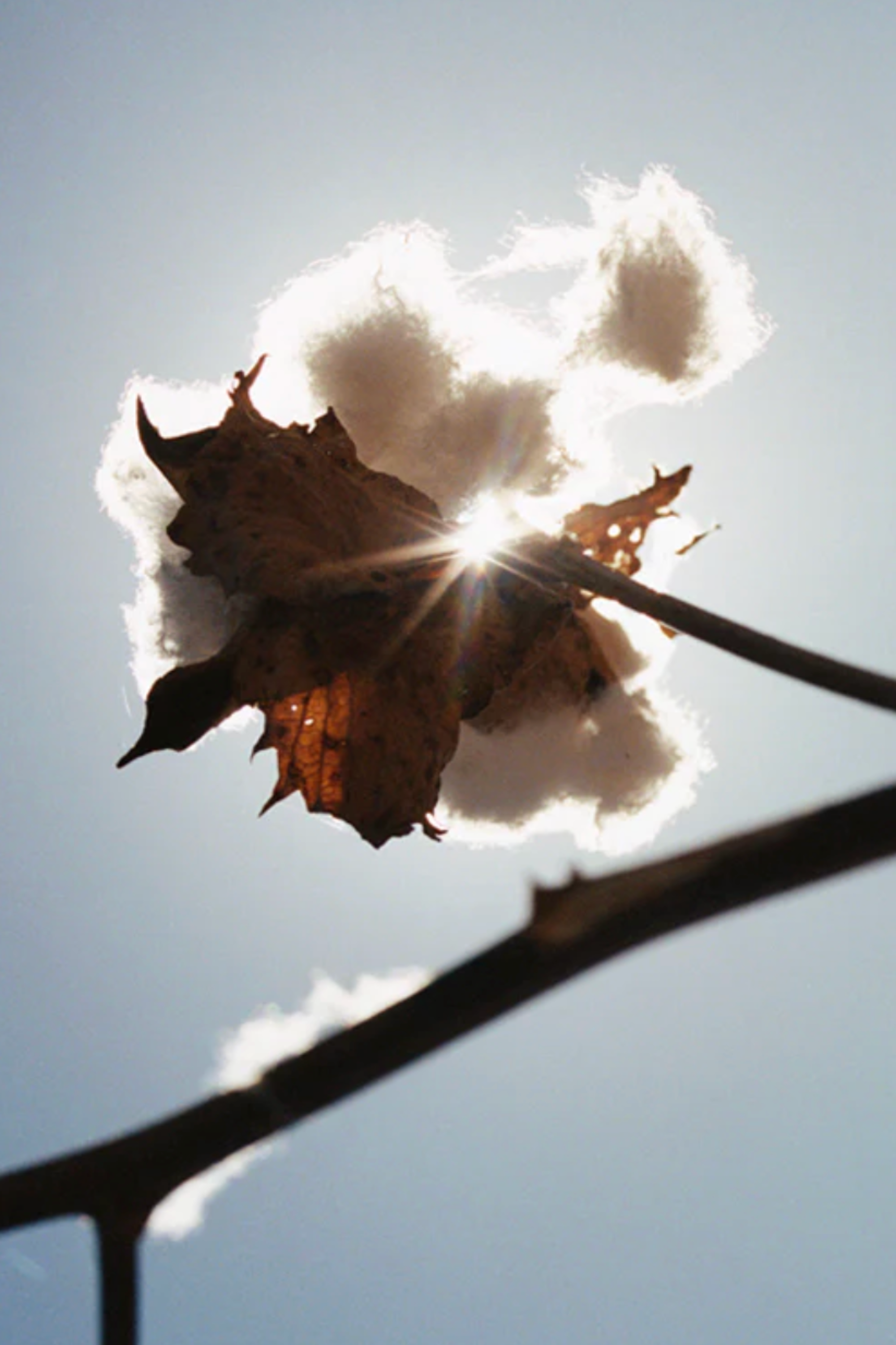 Citizens of Humanity cotton ball