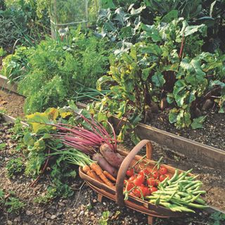 Wooden raised vegetable bed with vegetable plants in garden and wooden trug of harvested vegetables including beetroot, carrots, tomatoes and beans