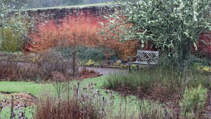 Winter garden in frost