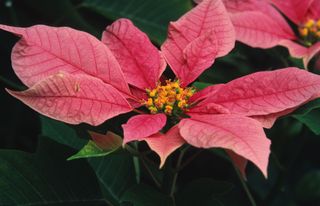 poinsettia with faded yellowing bracts