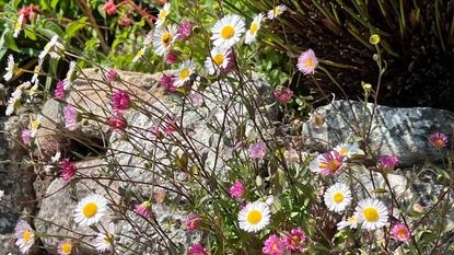 Mexican fleabane