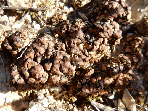 Un organismo grumoso marrón en el piso del desierto