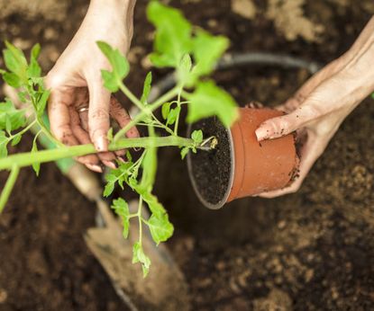 When to transplant tomato seedlings: expert timing tips | Homes & Gardens